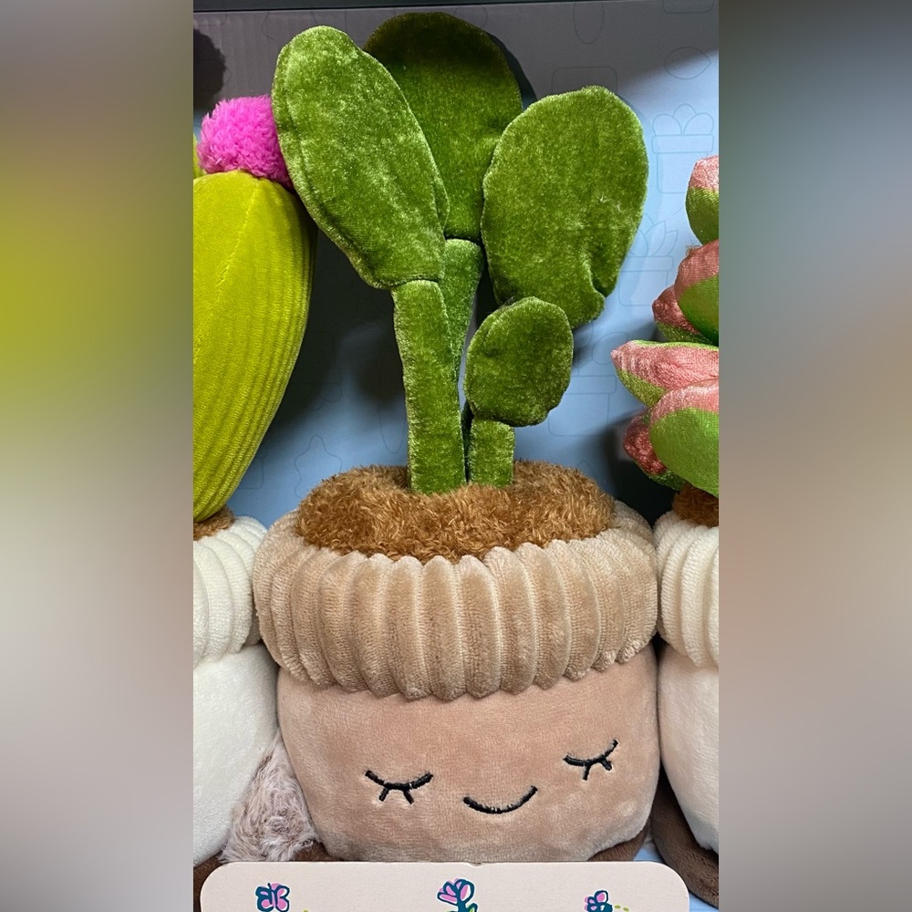 Russ greenhouse rubber tree Plush Plant